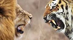 Koji je jači lav ili tigar?